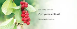 Cytryniec chiński – właściwości i opinie